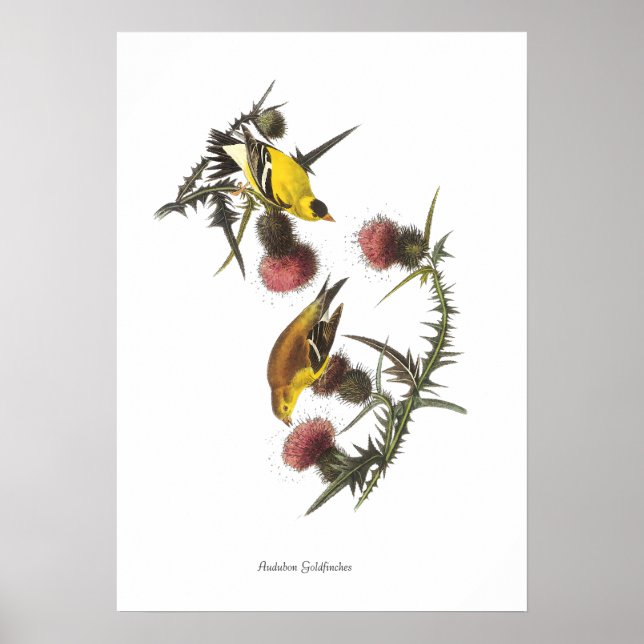 Póster de pájaros jilgueros de Audubon (Frente)