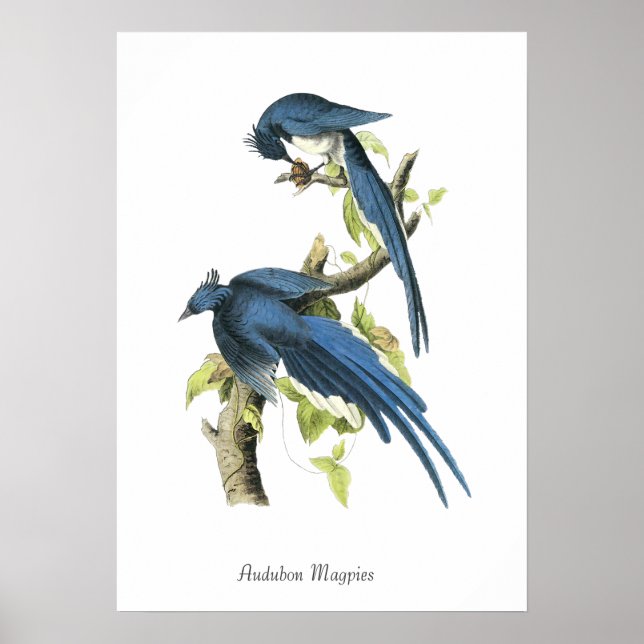 Póster de pájaros Urracas de Audubon (Frente)