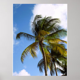 Póster de palmera