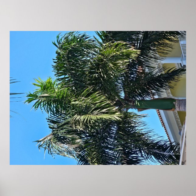 Póster de palmera (Frente)