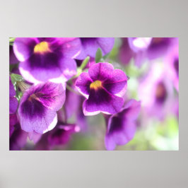 Póster de pared de Violetas Moradas