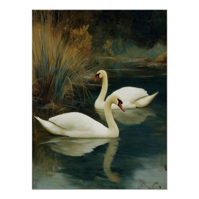 Póster de pareja de cisnes negros y blancos (Anverso)