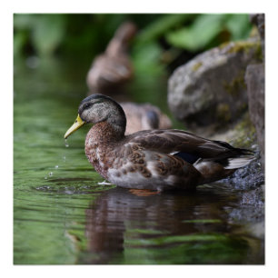 Poster de pato