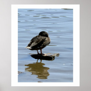 Póster de pato junto al agua