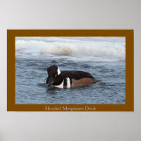 Póster de Pato Merganser Capuchino