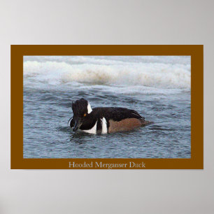 Póster de Pato Merganser Capuchino