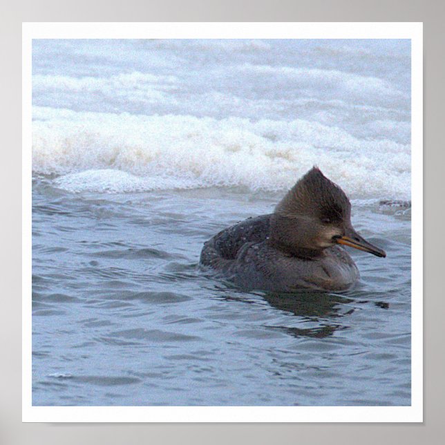 Póster de Pato Merganser Capuchino (Frente)