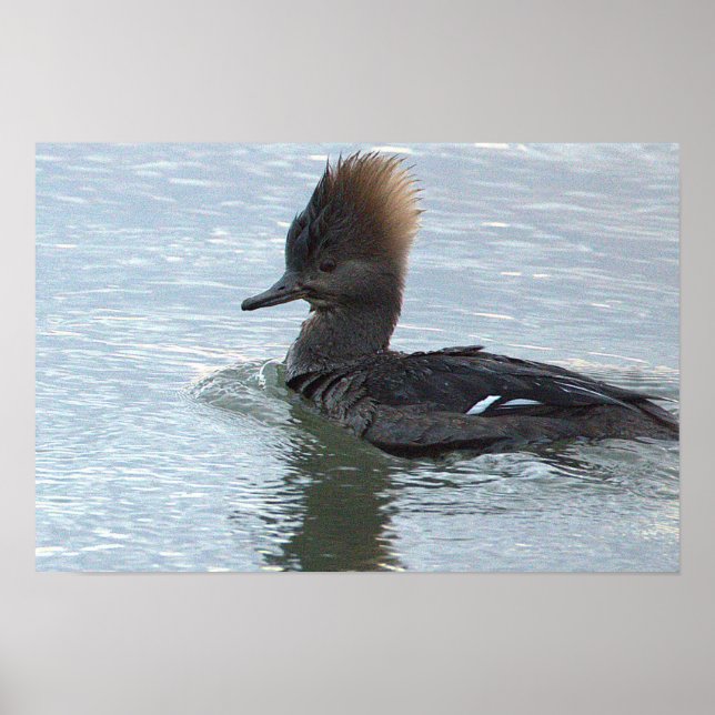 Póster de Pato Merganser Capuchino (Frente)