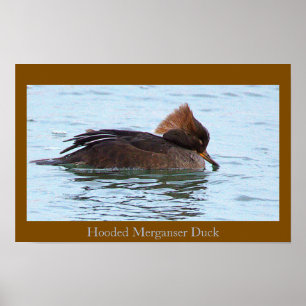 Póster de Pato Merganser Capuchino
