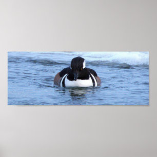 Póster de Pato Merganser Capuchino