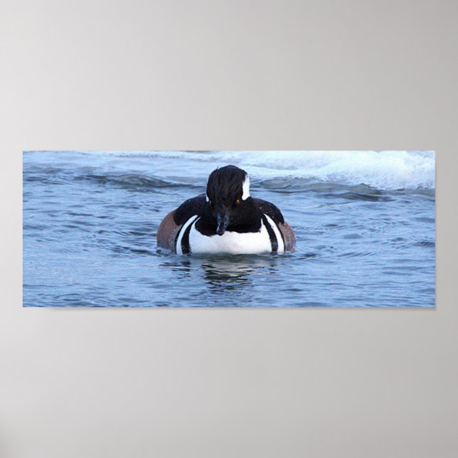 Póster de Pato Merganser Capuchino (Frente)