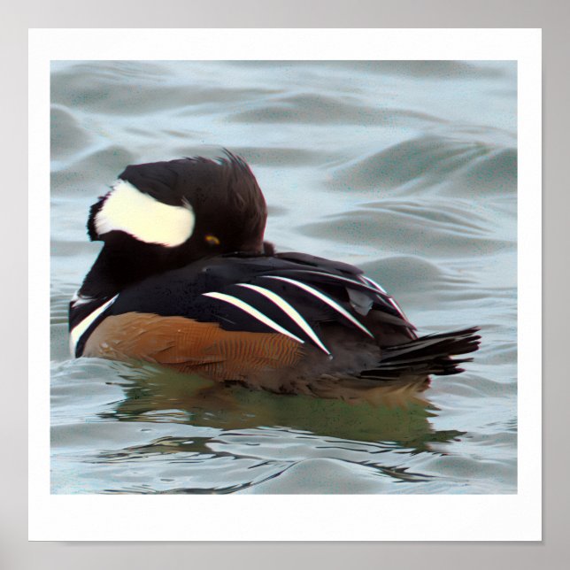 Póster de Pato Merganser Capuchino (Frente)