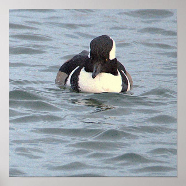Póster de Pato Merganser Capuchino (Frente)