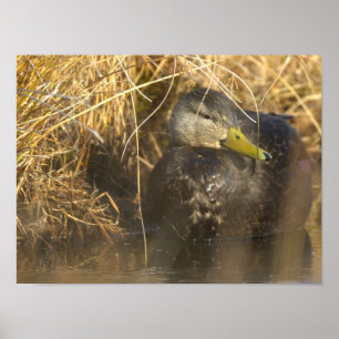 Póster de Pato Negro Americano