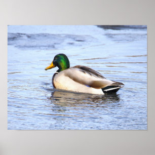Póster de Pato Real en Agua