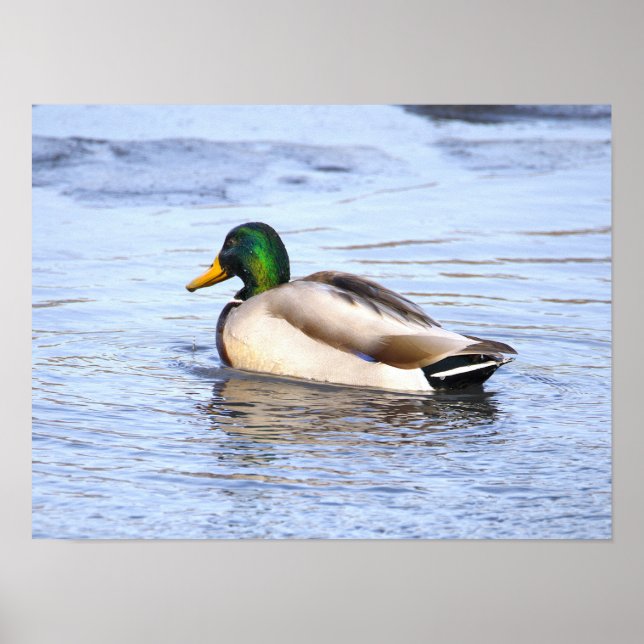 Póster de Pato Real en Agua (Frente)