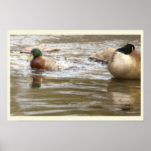 Póster de Pato y Ganso en Arroyo