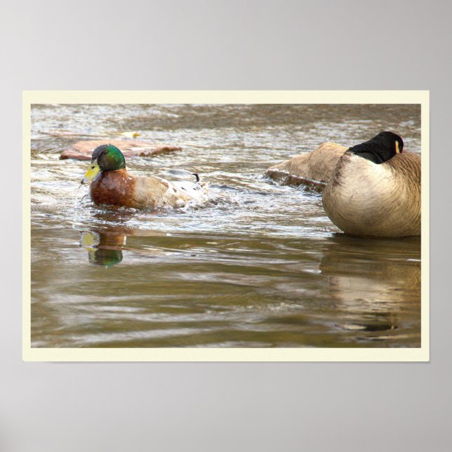 Póster de Pato y Ganso en Arroyo (Frente)