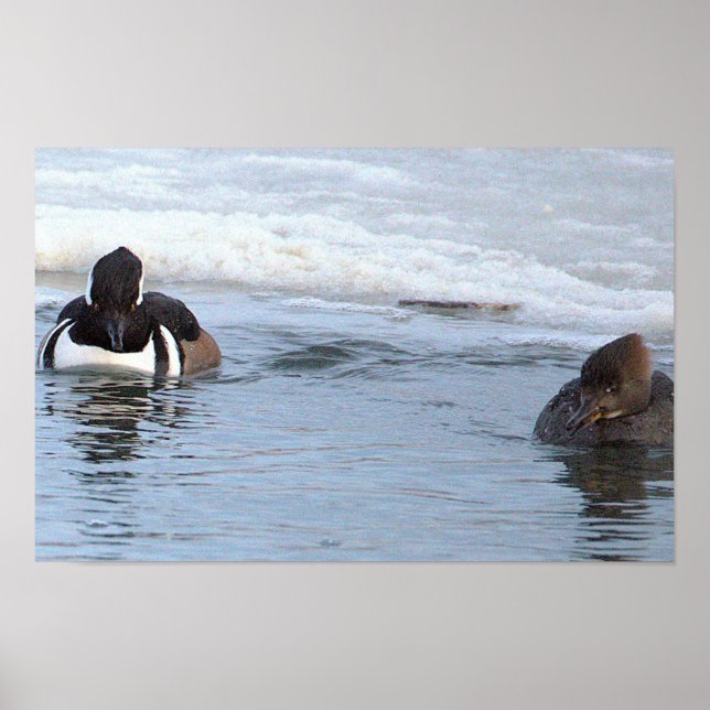 Póster de patos merganser capuchinos (Frente)