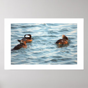 Póster de patos merganser capuchinos