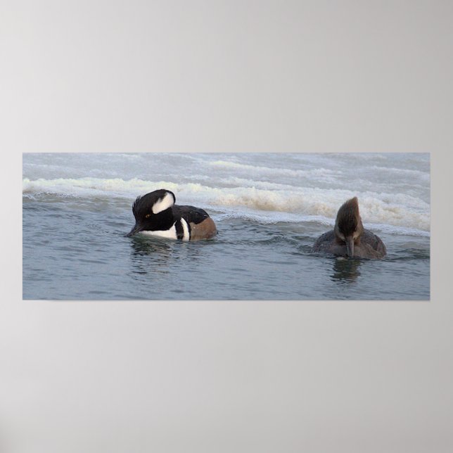 Póster de patos merganser capuchinos (Frente)