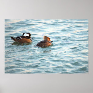 Póster de patos merganser capuchinos