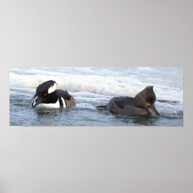 Póster de patos merganser capuchinos (Frente)