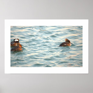 Póster de patos merganser encapuchados