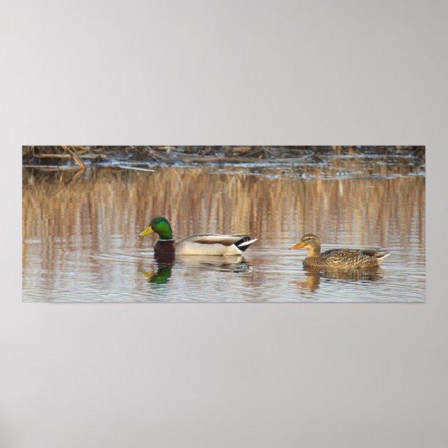 Póster de patos reales (Frente)