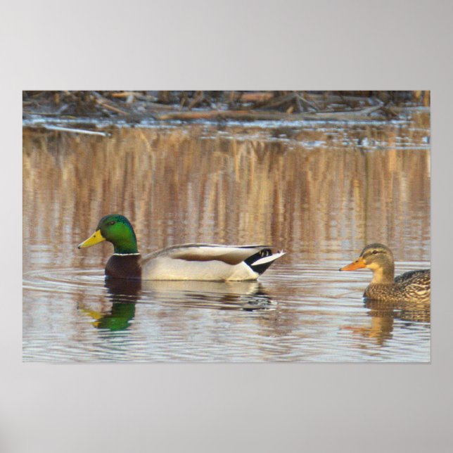 Póster de patos reales (Frente)