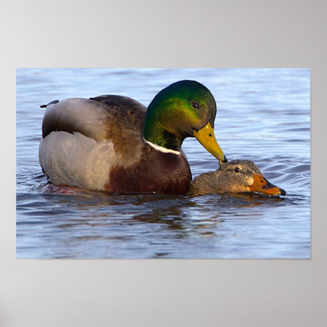 Póster de patos reales (Frente)