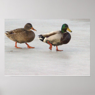 Póster de patos silbones sobre hielo