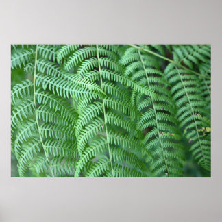 Póster de Patrón Natural de Hojas de Helecho Verde