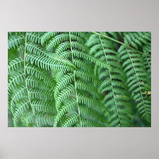Póster de Patrón Natural de Hojas de Helecho Verde (Frente)