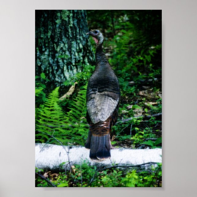 Póster de pavo madre (Frente)