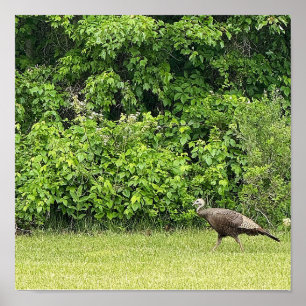 Póster de pavo silvestre