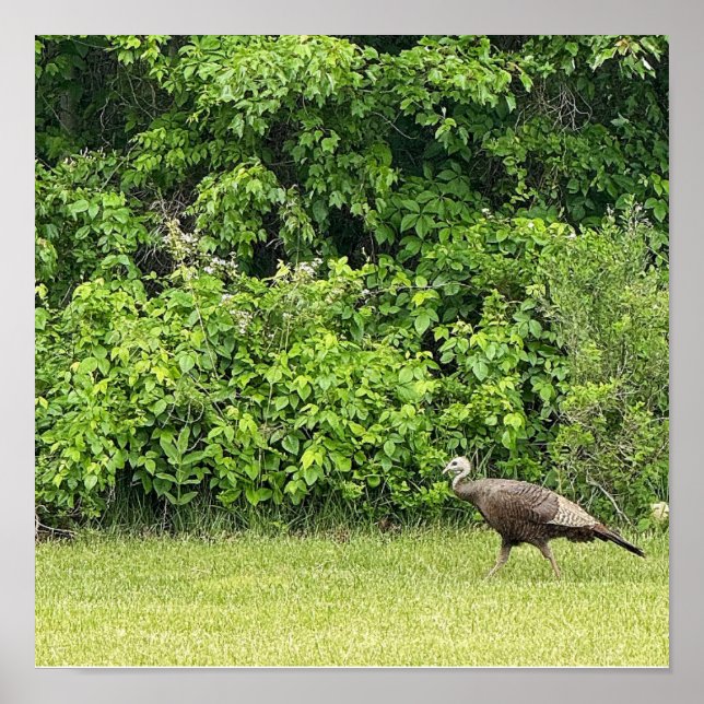 Póster de pavo silvestre (Frente)