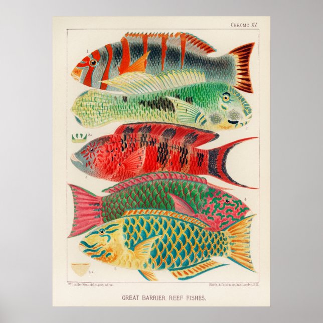 Póster de Peces 2 (Frente)