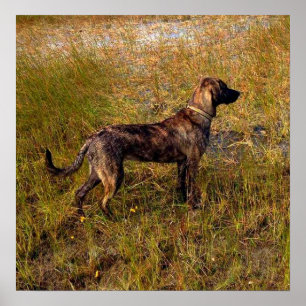 Póster de perro de caza en humedales