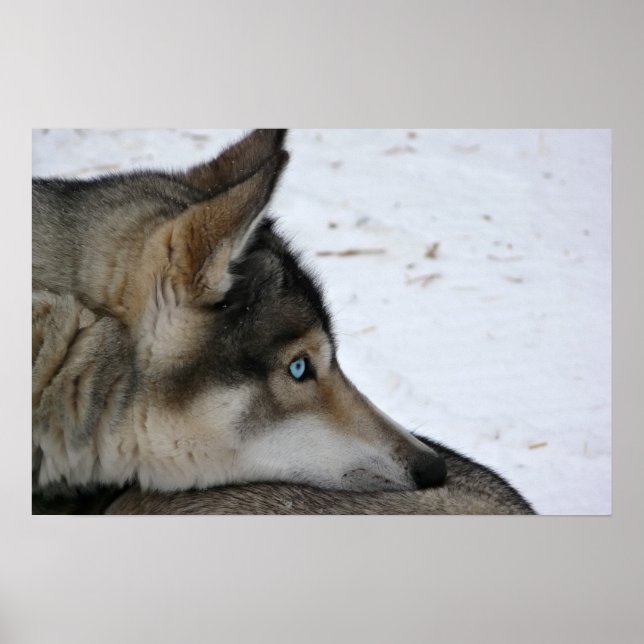 Póster de perro husky con ojos azules (Frente)