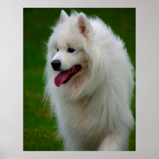 Póster de perro Samoyedo.