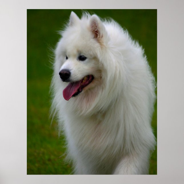 Póster de perro Samoyedo. (Frente)