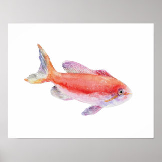 Póster de pez Anthias Carberryi a la acuarela