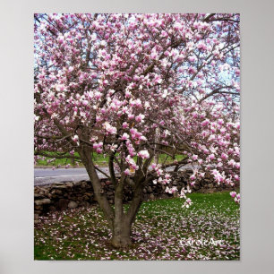 Poster de piedra del arte de las magnolias