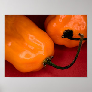 Póster de pimientos habaneros picantes