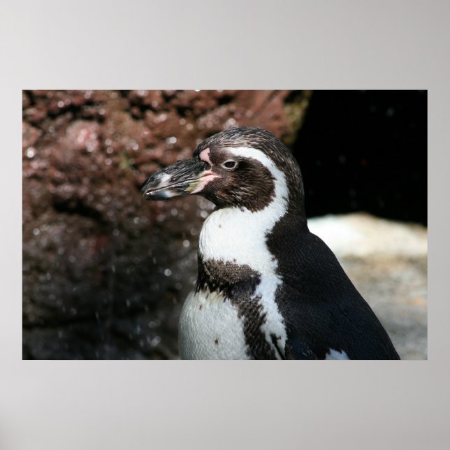 Póster de pingüino (Frente)