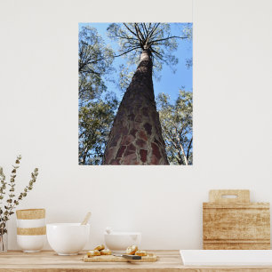 Póster de Pino Ponderosa de La Gerche