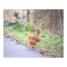 Póster de pollo junto a la carretera