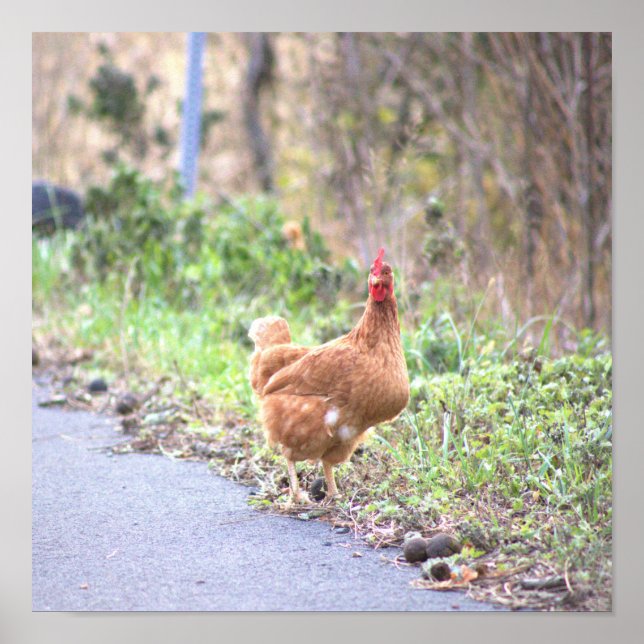 Póster de pollo junto a la carretera (Frente)
