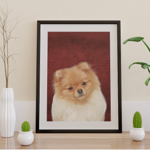 Poster de Pomerania